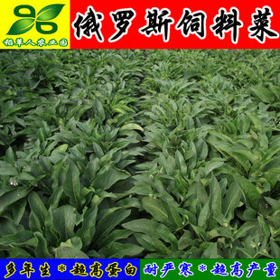 俄罗斯饲料菜种根 四季青多年生聚合牧草子籽猪牛羊鸡鸭鹅鱼包邮