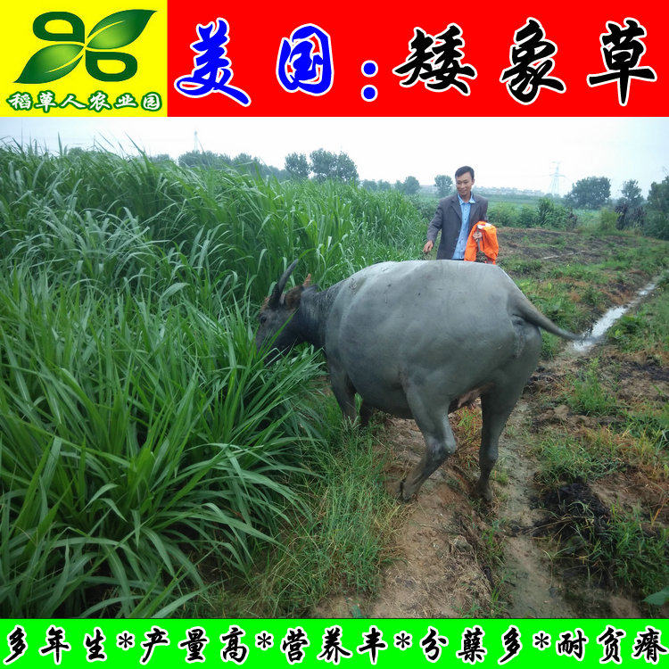 正宗美国矮象草种芽 节子籽茎苗 高产适口好 叶多耐旱牛羊鱼 包邮