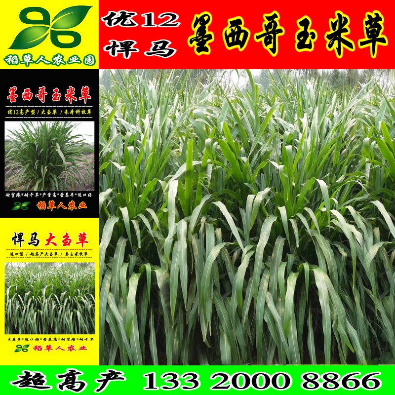 优12墨西哥玉米草种子阔叶大刍草畜禽牧草籽猪牛羊鸡鸭鹅鱼兔包邮_虎窝淘