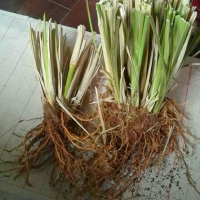 香根草苗岩兰草水生植物耐酸碱护坡防虫植物香料植物精油原料