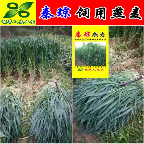 饲用燕麦种子 秦琼边锋牧草籽 高产饲料作物 耐寒好 产量高适应强 - 封面