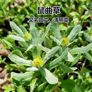 广西新鲜鼠曲草白头翁清明草棉子菜水牛花现摘现发两斤包邮