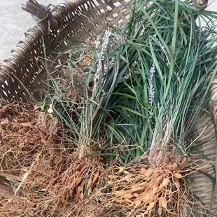 广西桂林野生麦冬麦门冬沿阶草鲜货煲汤养身麦冬子或全草备注一下