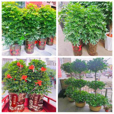 新居入伙店铺开张公司开业绿植花篮甘肃酒泉金塔瓜州肃北阿克塞县