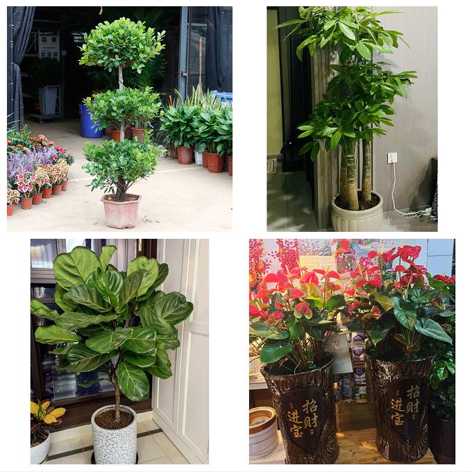 发财树幸福树送公司开业乔迁济宁市任城兖州区微山鱼台县同城花店