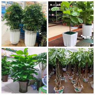 新居入伙店铺开张公司开业绿植花篮陕西延安市吴起甘泉洛川县富县