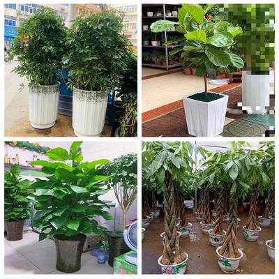 新居入伙店铺开张公司开业绿植花篮陕西延安市吴起甘泉洛川县富县