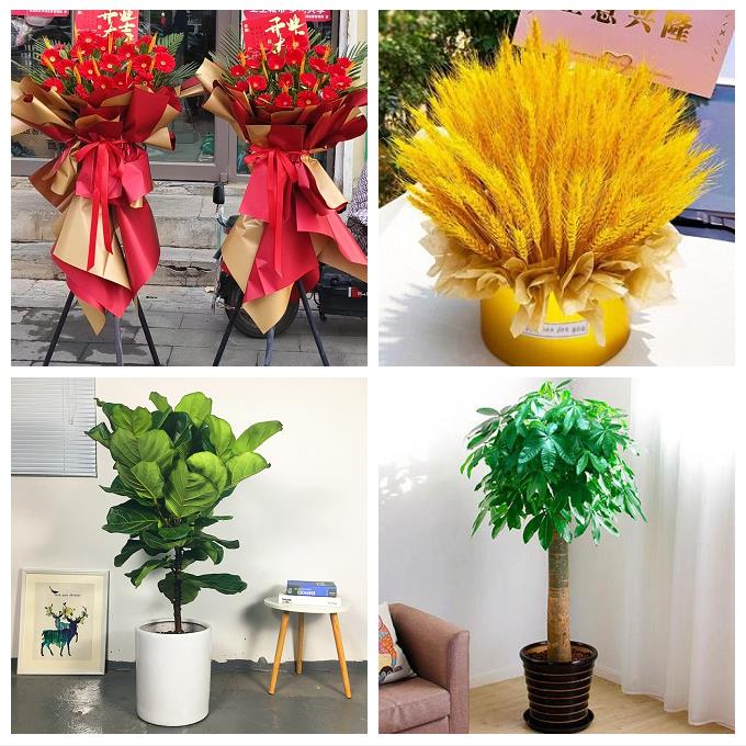 新店开业乔迁配送发财树绿植荆门东宝掇刀区京山沙洋钟祥同城花店