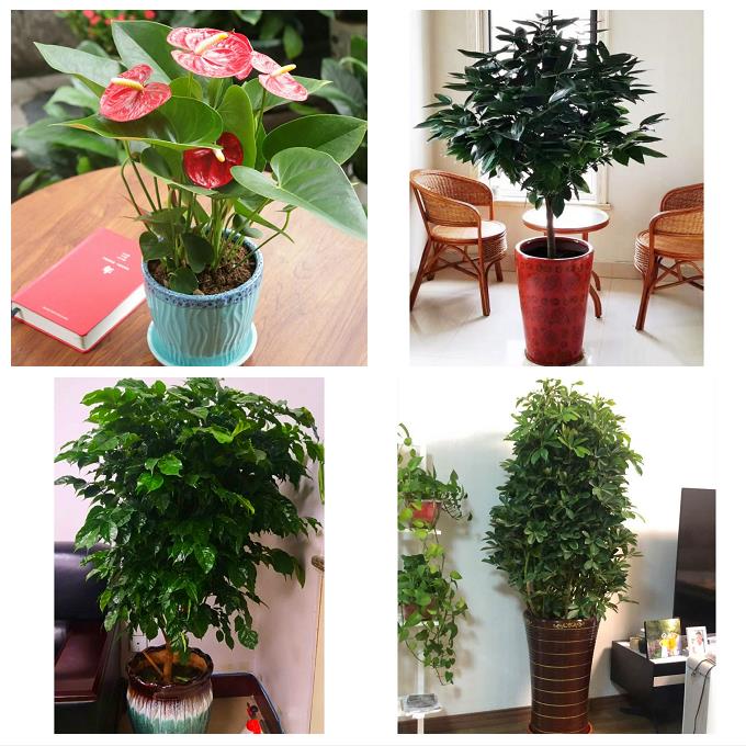 发财树幸福树送公司开业乔迁恩施州恩施市利川建始巴东县同城花店