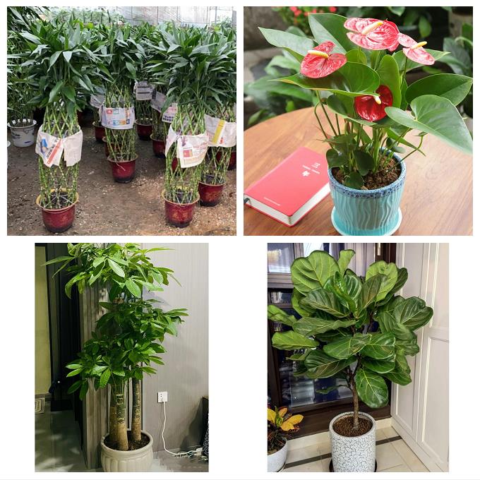 发财树幸福树送公司开业乔迁上海市徐汇区枫林长桥田林街同城花店