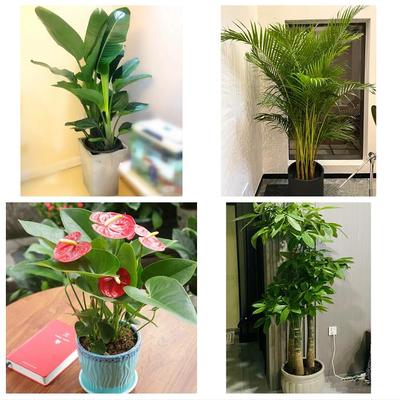 发财树幸福树送公司开业乔迁葫芦岛市连山区龙港区南票区同城花店