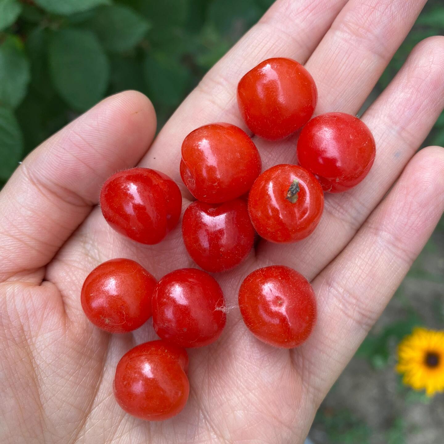 野生小樱桃树苗山樱红毛樱桃苗耐寒盆栽地栽南方北方种植当年结果