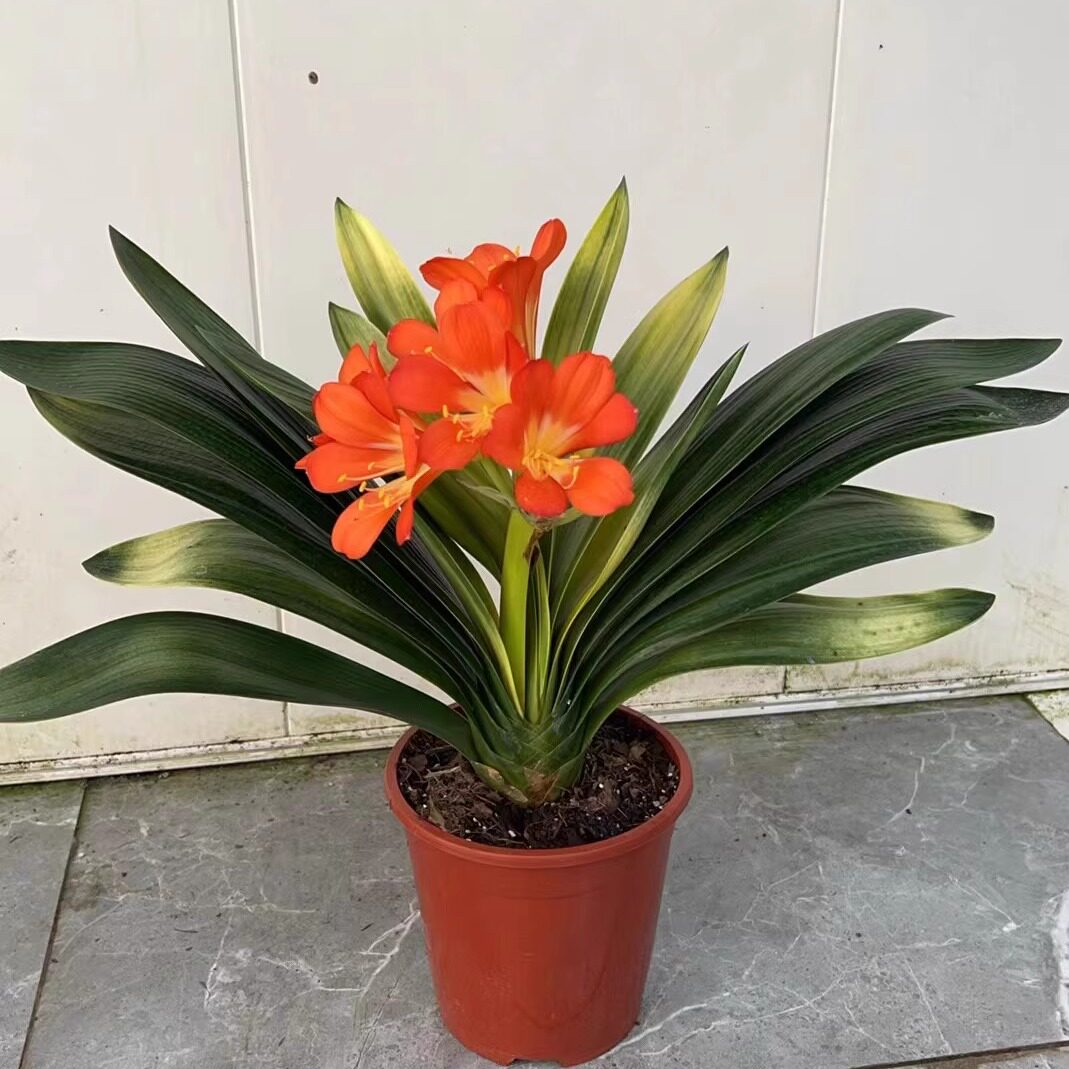 鞍山精品君子兰盆栽佛光红花含盆四季种易活花苗花卉室内花
