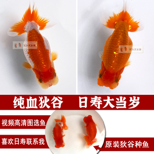 日寿金鱼日本兰寿大当岁协会系兰寿狄谷血统精品级优等鱼