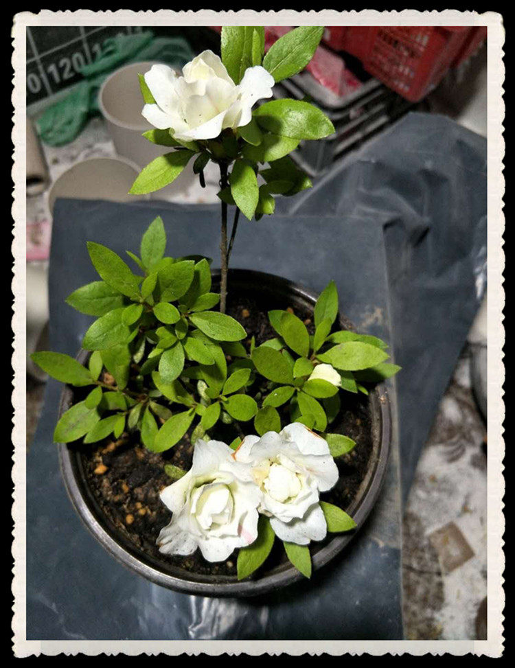 珍稀品种五宝杜鹃五宝绿珠杜鹃花桩杜鹃花杜鹃花包邮