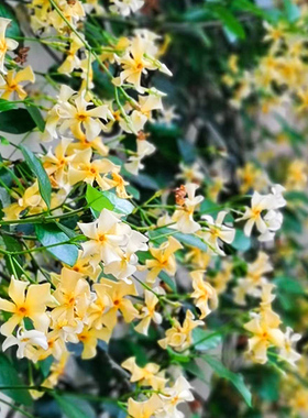 黄色风车茉莉盆栽托斯卡纳之星络石爬藤植物爬藤香味阳台花卉盆栽