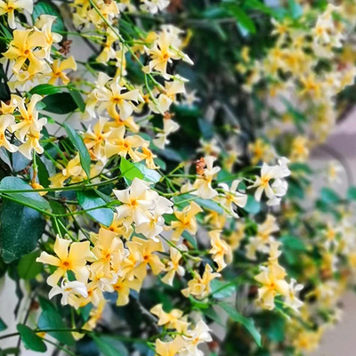 爬藤植物茉莉盆栽阳台