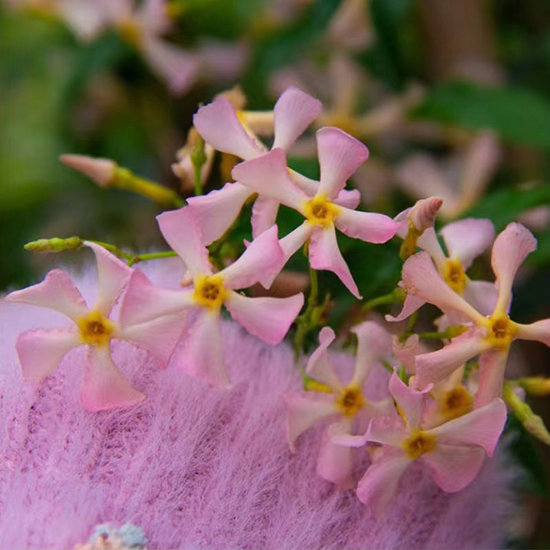 粉色风车茉莉爬藤植物庭院大苗络石藤室内外阳台多季开花盆栽花