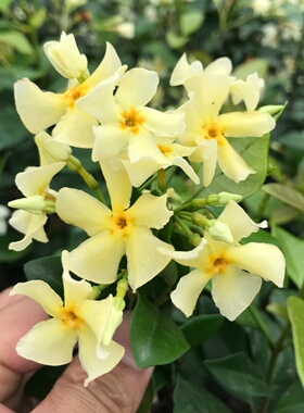 风车茉莉盆栽花苗络石藤浓香四季常青植物阳台庭院耐寒花卉老桩