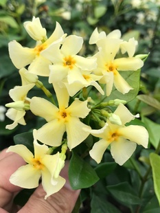 风车茉莉盆栽花苗络石藤浓香四季 常青植物阳台庭院耐寒花卉老桩