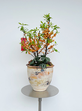 橙色冬青盆栽办公室好养易活桌面植物客厅绿植高级感