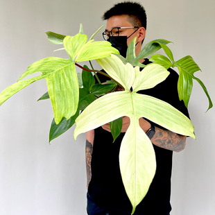 飞机蔓绿绒佛罗里达幽灵蔓绿绒多年生绿植网红爬藤植物耐阴好养