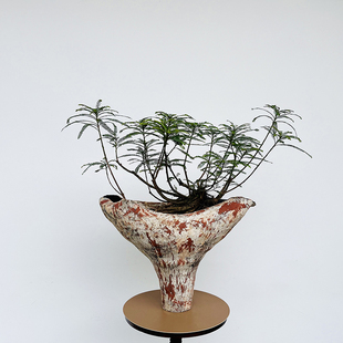 海岛叶下珠好养活净化空气美观带盆栽好盆栽全国配送绿植物