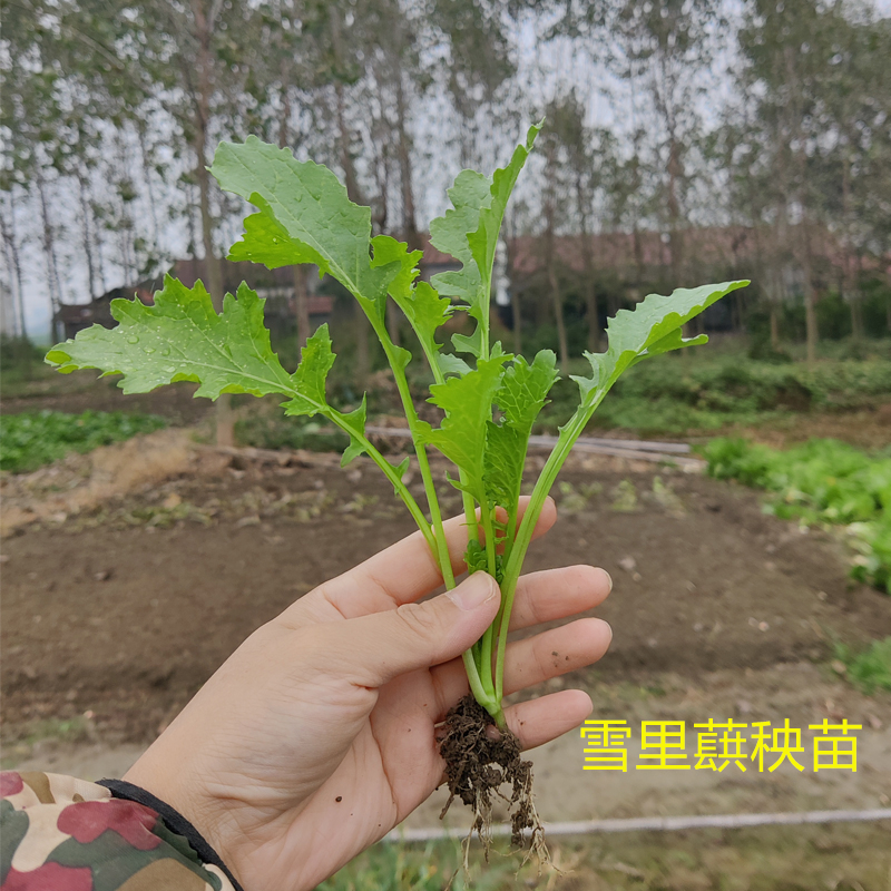 雪里蕻苗小叶雪里红菜苗秧苗雪菜咸菜梅干菜苗耐寒蔬菜苗盆栽菜苗