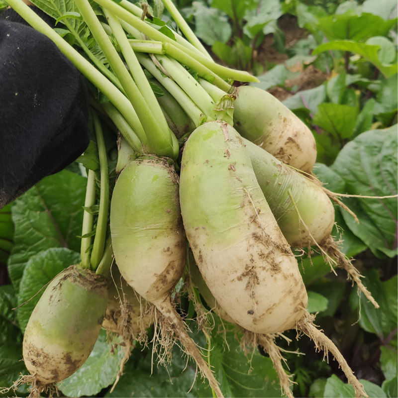 农家自种老品种新鲜现挖青皮萝卜打霜露天种植青萝卜5斤包邮蔬菜,水产肉类/新鲜蔬果/熟食,萝卜/胡萝卜,淘宝优惠券,粉丝福利购,淘宝优惠卷