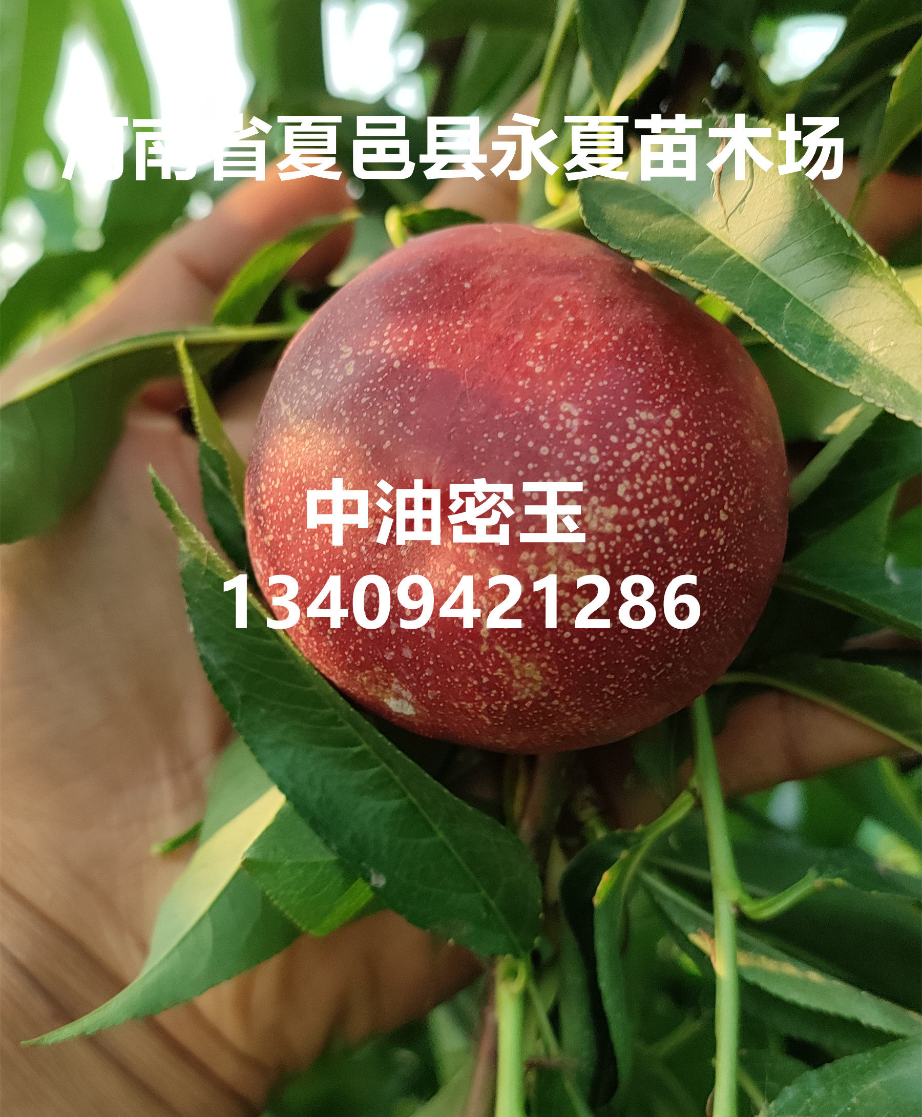 中油蜜玉油桃苗早熟大果新品种油桃苗7-24油桃苗