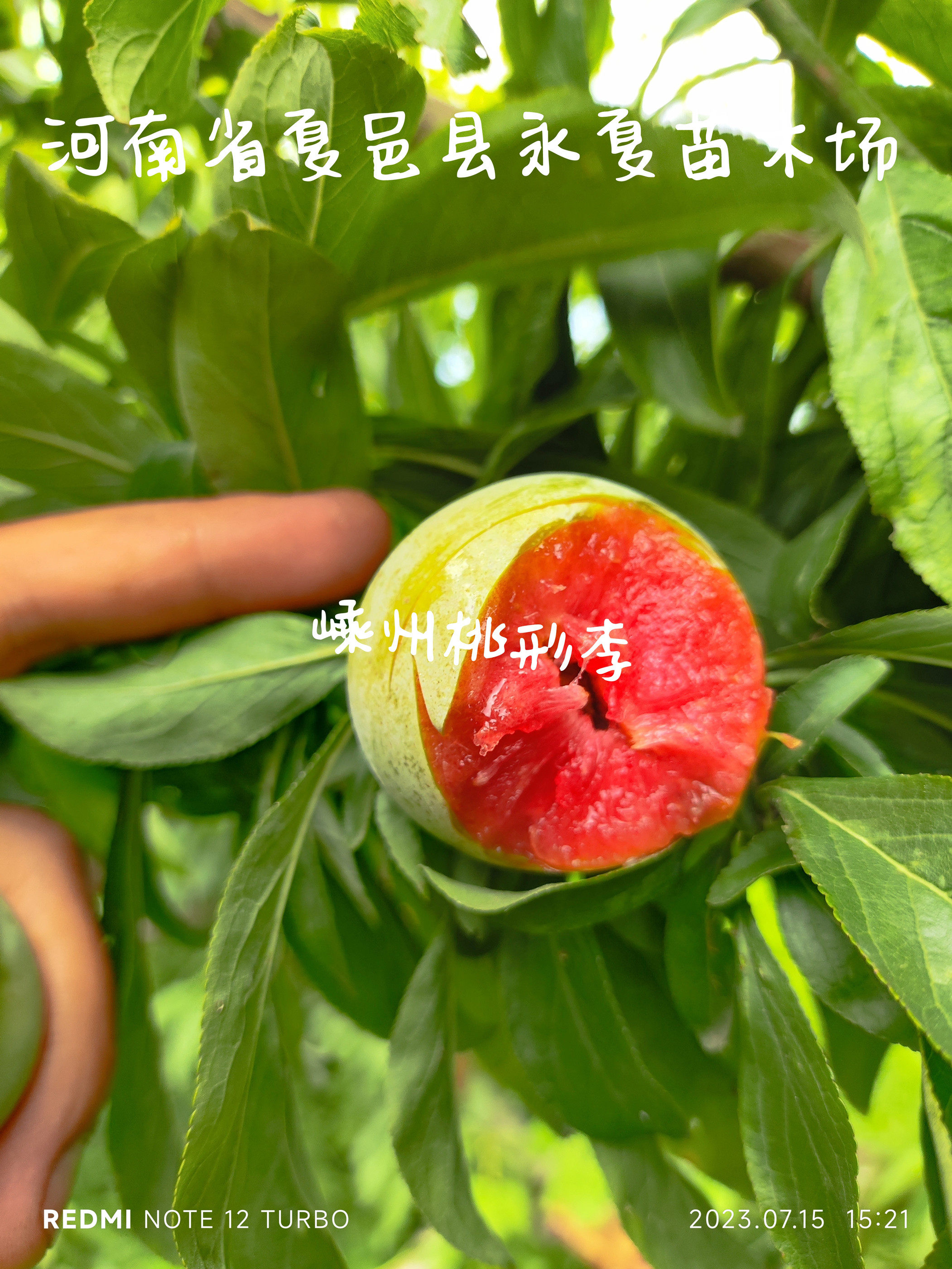 嵊州金庭桃形李苗脱骨红心李苗南方李子苗庭院种植盆栽嫁接苗