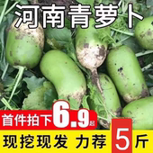河南农家青萝卜新鲜现挖当季 蔬菜绿萝卜辣萝卜农家自种青皮萝卜