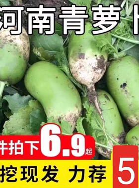 河南农家青萝卜新鲜现挖当季蔬菜绿萝卜辣萝卜农家自种青皮萝卜