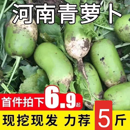 河南农家青萝卜新鲜现挖当季蔬菜绿萝卜辣萝卜农家自种青皮萝卜
