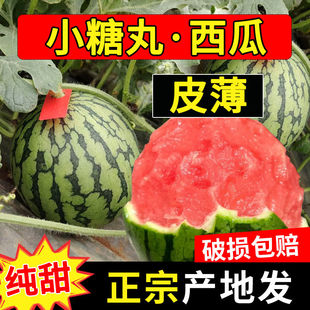 河南冰糖小西瓜吊秧西瓜头茬袖珍西瓜皮薄小糖丸非麒麟薄皮新鲜