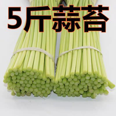 25年新鲜蒜苔现摘现发蒜苔新鲜5斤