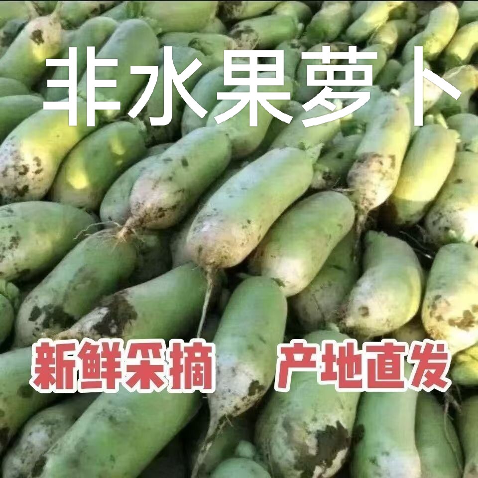 河南本地应季青萝卜新鲜现挖胡萝卜青皮白萝卜蔬菜批发