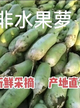 河南本地应季青萝卜新鲜现挖胡萝卜青皮白萝卜蔬菜批发