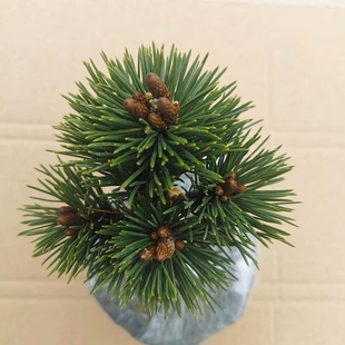 日本短针松树千寿丸三河黑松嫁接短针千寿丸盆栽素材苗数桩