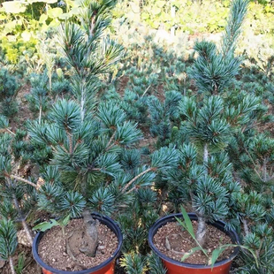 日本精品嫁接五针松素材树苗盆栽造型黑松嫁接苗五针松盆栽