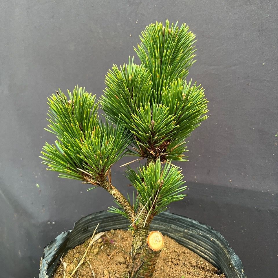 日本短针精品品种千寿丸五针松盆栽素材小苗日本五针松和千寿丸