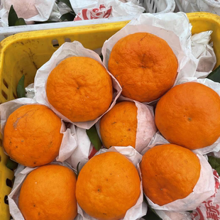四川新鲜正宗明日见柑橘现摘现发花皮个头不大顺丰