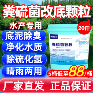 鼎诚正牧粪硫菌改底颗粒水产养殖专用生物脱硫王细菌除油膜黑臭泥