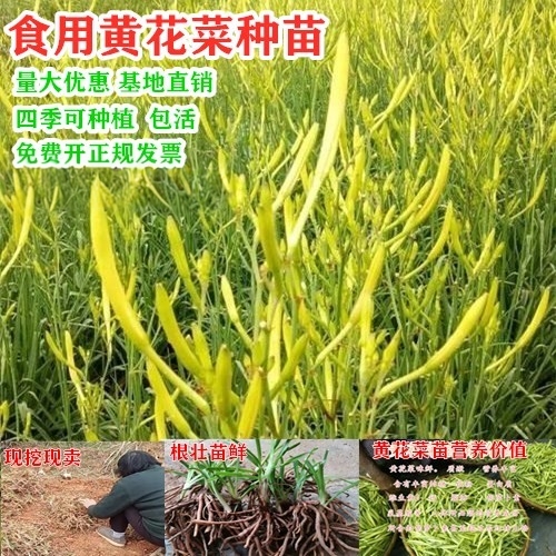 食用黄花菜根苗种苗金针菜苗耐寒