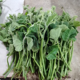 南瓜尖鲜南瓜瓜藤重庆农村自种嫩脆瓜尖当天采摘现发