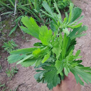 齐头蒿新鲜野塘蒿重庆特产现摘土柴胡油蒿全颗带根500克包邮