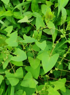 杠板归新鲜猫抓刺现采蛇倒退蛇不过梨头刺带状腰蛇泡皮肤湿痒洗澡