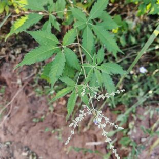 黄荆枝叶新鲜现采布惊枝叶五指叶七叶布惊中草药新鲜黄荆蚊烟草