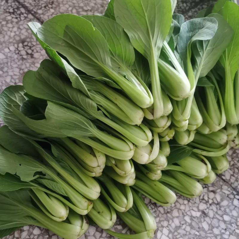 农家自种新鲜上海青嫩青菜