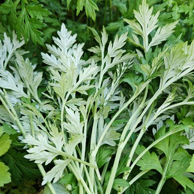 新鲜艾蒿白蒿嫩尖艾草叶做青团农家青蒿尖蒿尖现摘小艾蒿拍一送一